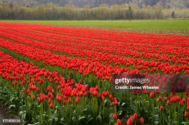 rows of red tulips - wheeler fields stock pictures, royalty-free photos & images