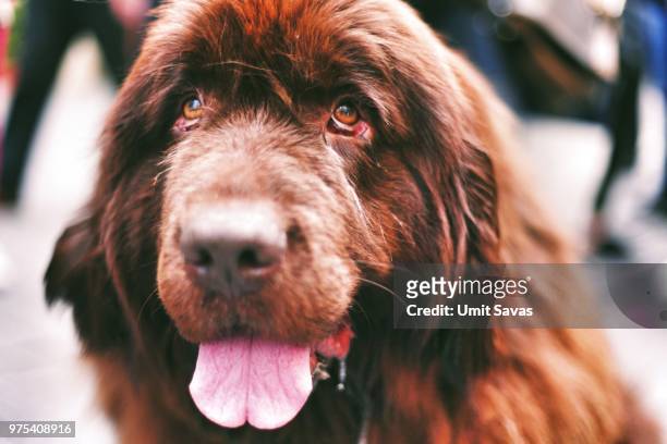 photo by: umit savas - newfoundland dog stock pictures, royalty-free photos & images