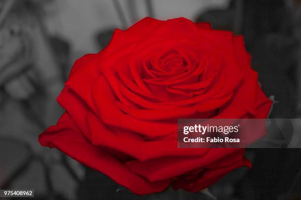 rosa rossa - rosa rossa stock pictures, royalty-free photos & images