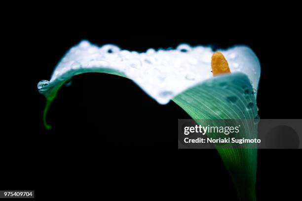 on a rainy day - sugimoto foto e immagini stock