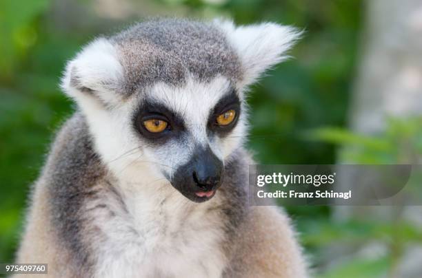 lemur monkey - lemuren affen - affen stock pictures, royalty-free photos & images