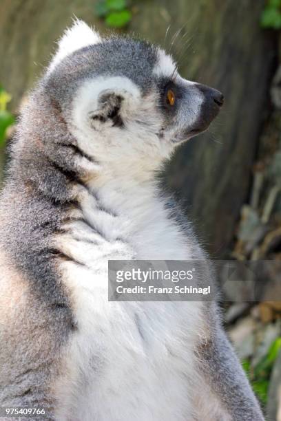 lemur monkey - lemuren affen - affen stock pictures, royalty-free photos & images