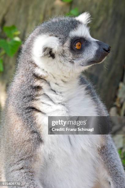 lemur monkey - lemuren affen - affen stock pictures, royalty-free photos & images