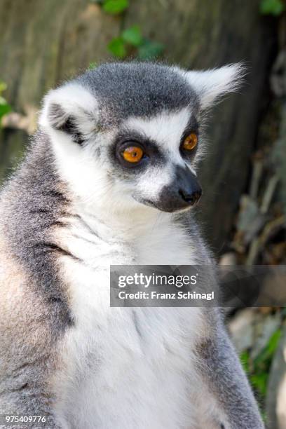 lemur monkey - lemuren affen - affen stock pictures, royalty-free photos & images