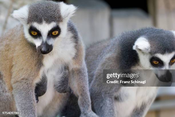 lemur monkey - lemuren affen - affen stock pictures, royalty-free photos & images