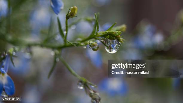 goutte d'eau (drop of water) - goutte stock pictures, royalty-free photos & images