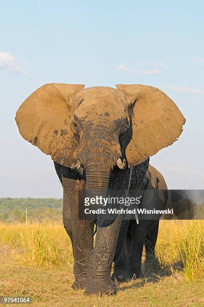 african elephant - chobe national park stock pictures, royalty-free photos & images