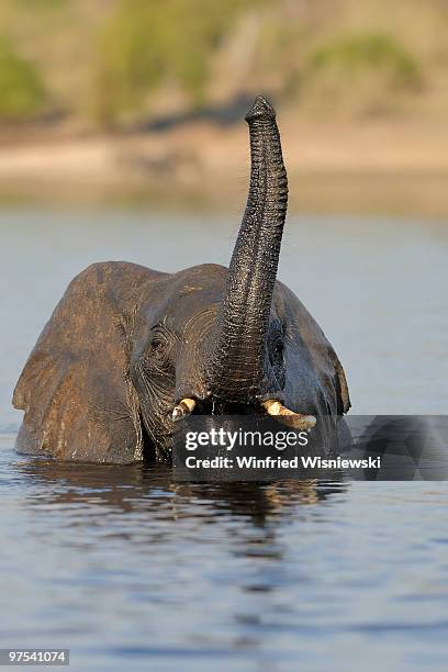 african elephant - chobe national park stock pictures, royalty-free photos & images