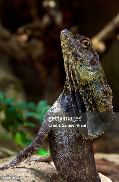 reptile - frilled lizard stock pictures, royalty-free photos & images