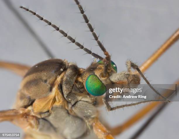 Insect Rings Insect Ring Photos and Premium High Res Pictures - Getty Images