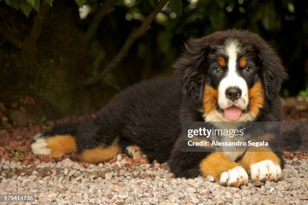 olivia, a berner sennenhund - berner sennenhund foto e immagini stock
