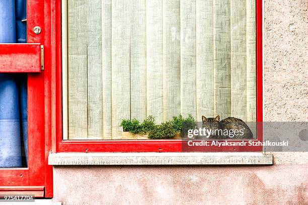 through the glass - cat window stock pictures, royalty-free photos & images