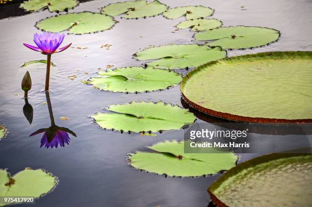 water lily floating on water - lily harris - fotografias e filmes do acervo