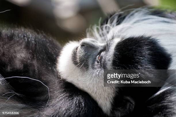 siesta - black and white colobus stock pictures, royalty-free photos & images