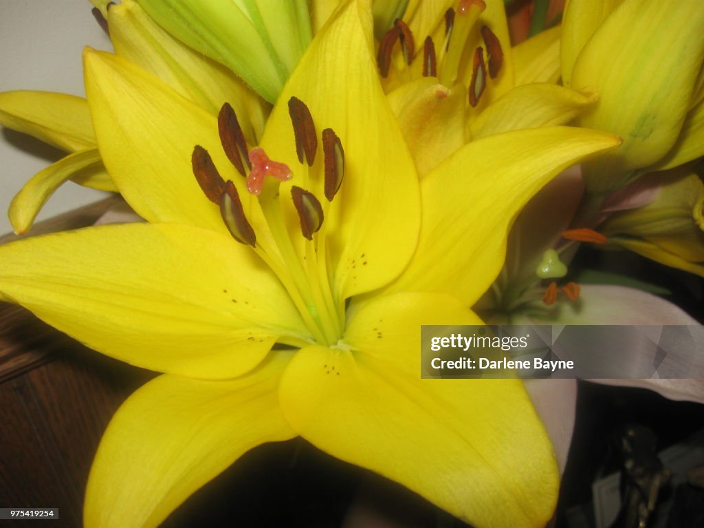 SPRING LILLY