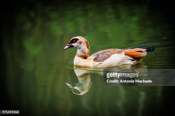 duck reflecting in pond, areiao park, goiania, brazil - goiania fotografías e imágenes de stock