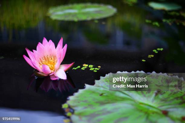 lonely flower - lily harris - fotografias e filmes do acervo