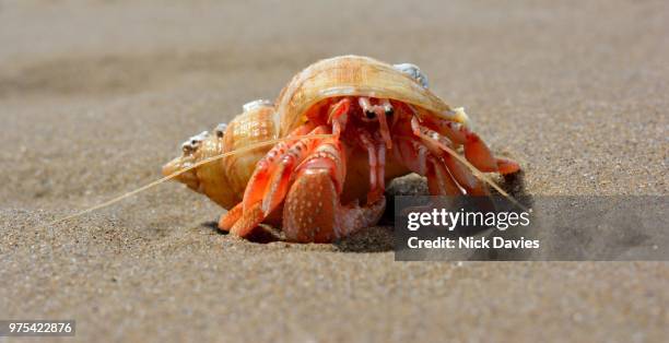 common hermit crab - pagurus bernhardus - hermit crab stock pictures, royalty-free photos & images