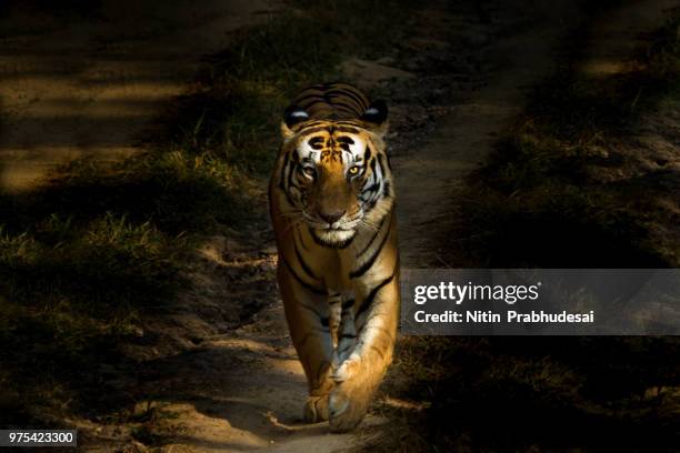 bengal tiger walking, tiger reserve, kanha national park, kanha, india - kanha tiger reserve stock pictures, royalty-free photos & images