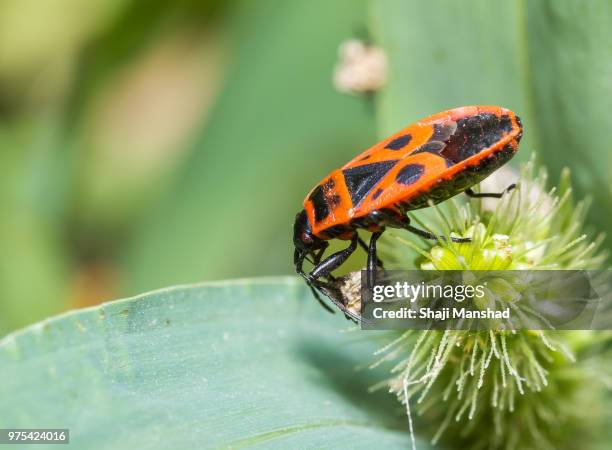 180 Firebug Insect Stock Photos, High-Res Pictures, and Images - Getty ...