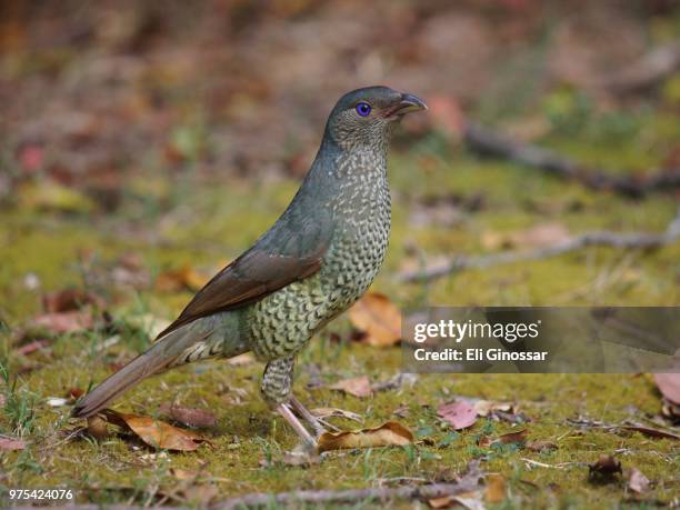 photo by: eli ginossar - satin bowerbird stock pictures, royalty-free photos & images