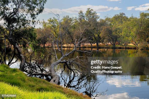 the swan valley - swan valley stock pictures, royalty-free photos & images