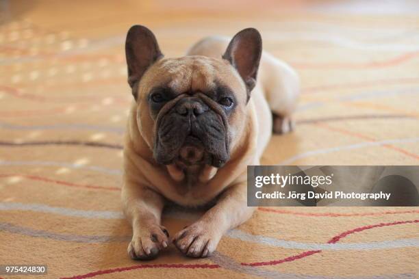 paris,france - bulldog frances imagens e fotografias de stock