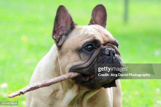 french bulldog biting stick, germany - stick plant part stockfoto's en -beelden