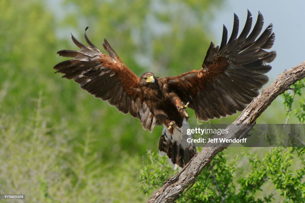 Incoming! Harris's Hawk