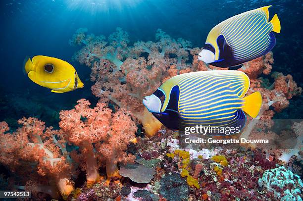 tropical fish on coral reef. - chaetodon bennetti stock pictures, royalty-free photos & images