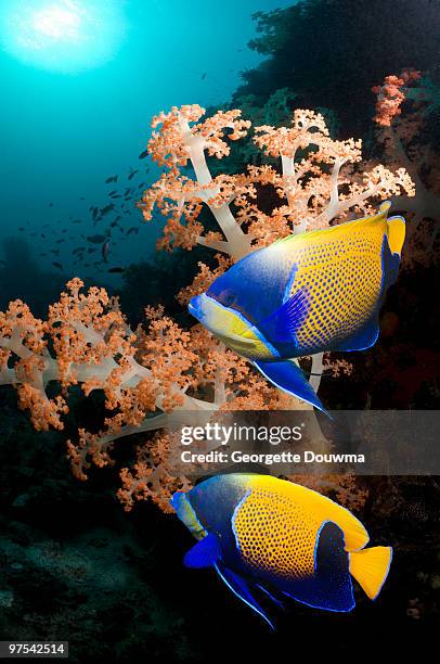 coral reef fish with soft corals. - euxiphipops navarchus fotografías e imágenes de stock