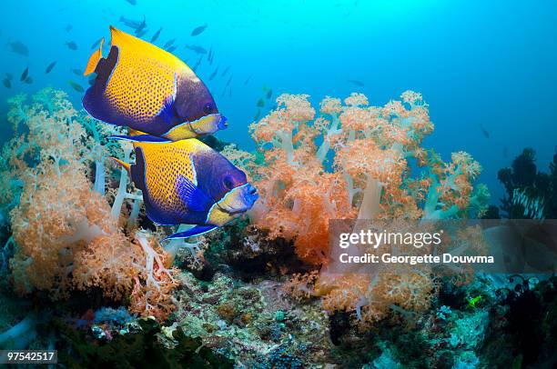 tropical fish on coral reef. - euxiphipops navarchus fotografías e imágenes de stock
