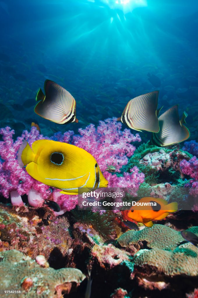 Tropical fish on coral reef with sun burst..