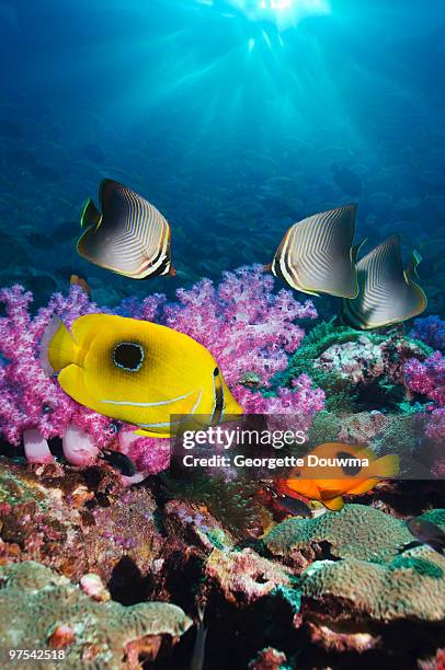 tropical fish on coral reef with sun burst.. - chaetodon bennetti stock pictures, royalty-free photos & images