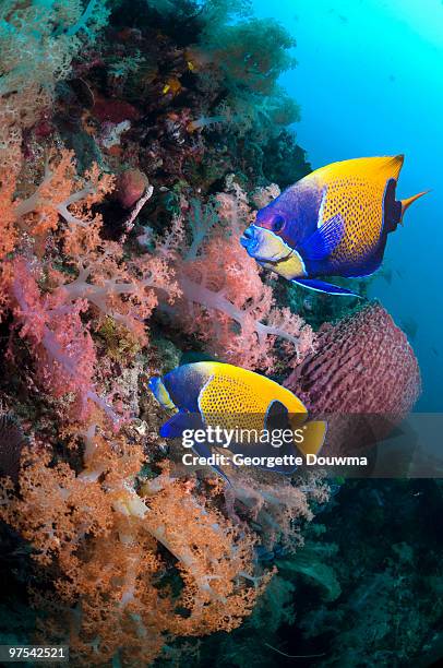 tropical fish on coral reef wall. - euxiphipops navarchus fotografías e imágenes de stock