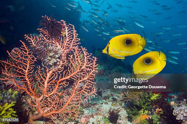 tropical fish on coral reef. - chaetodon bennetti stock pictures, royalty-free photos & images