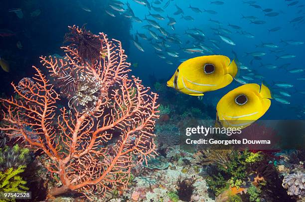 tropical fish on coral reef. - bennetts butterflyfish stock pictures, royalty-free photos & images