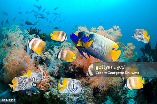 coral reef fish. - euxiphipops navarchus fotografías e imágenes de stock