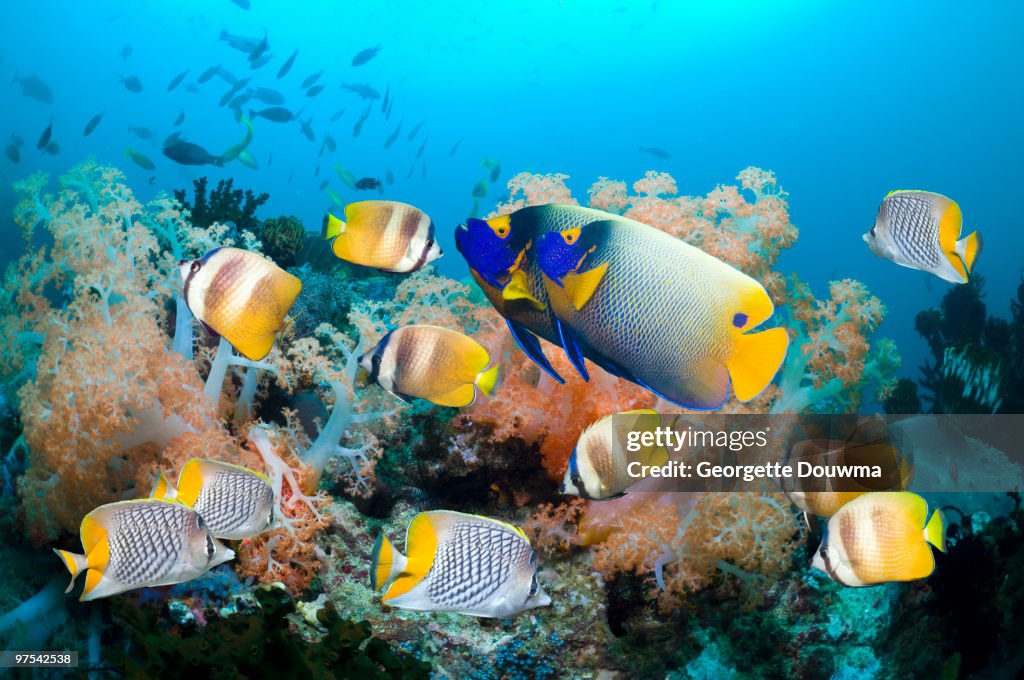 Coral reef fish.