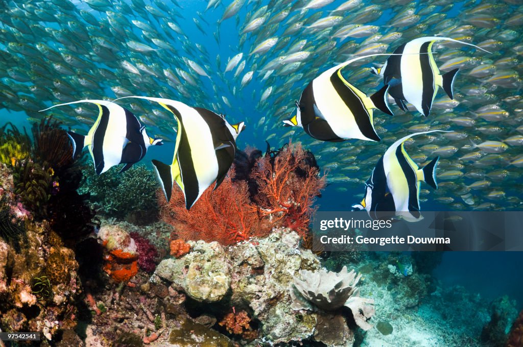 Coral reef fish.