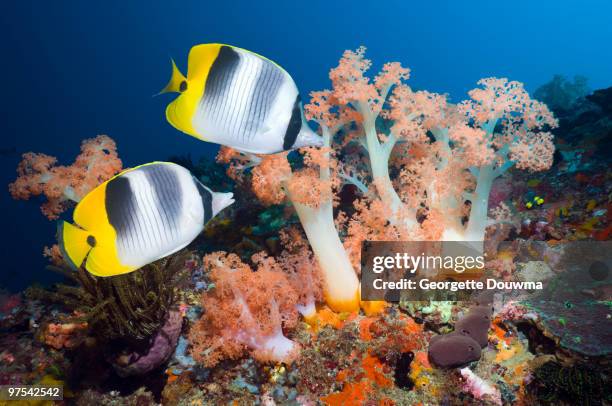 tropical fish on coral reef. - pacific double saddle butterflyfish stock pictures, royalty-free photos & images