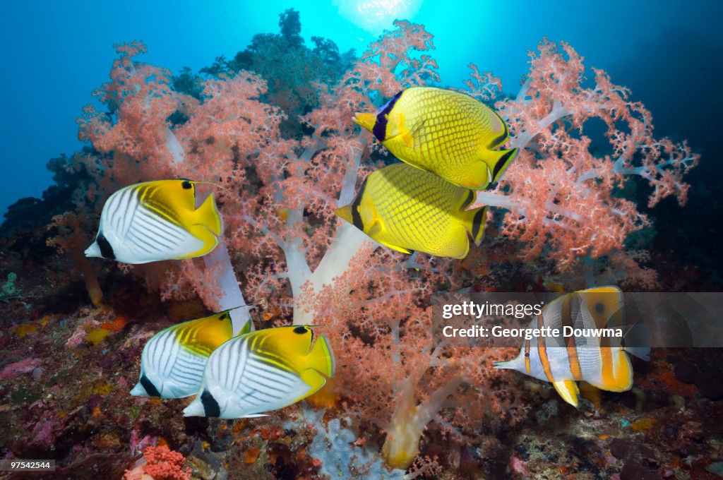 Tropical fish on coral reef.