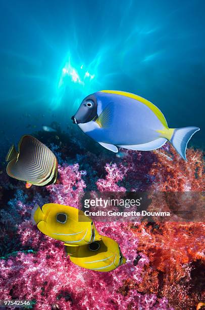 coral reef fish - surgeonfish stock pictures, royalty-free photos & images