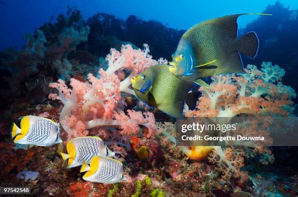 coral reef fish. - yellowtail butterflyfish stock pictures, royalty-free photos & images