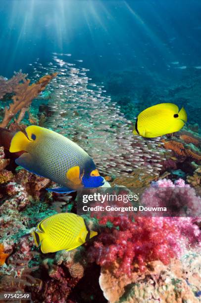 coral reef fish - yellow mask angelfish stock pictures, royalty-free photos & images