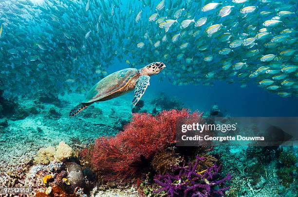 hawksbill turtle - west papua stock pictures, royalty-free photos & images