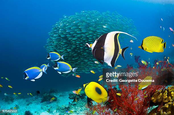 coral reef fish - peixe tropical imagens e fotografias de stock