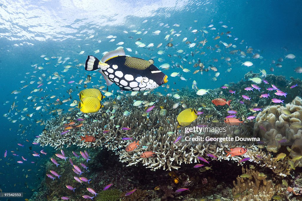 Coral reef fish.