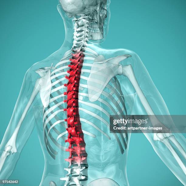 ilustraciones, imágenes clip art, dibujos animados e iconos de stock de human spine with skeleton with red area - vista trasera de tres cuartos