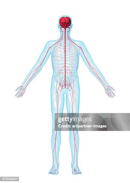 ilustraciones, imágenes clip art, dibujos animados e iconos de stock de brain with main nerves of the human body  - nerve